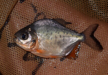 RED-BELLIED PACU