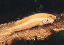 CHINESE ALGAE-EATER GOLD 