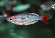 KALI TAWA RAINBOWFISH