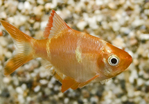 BARBUS DE SUMATRA ALBINO