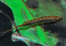 ZWERGNADELFISCH CROCODILUS 