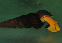 ORANGE RABBIT SNAIL