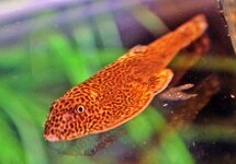 CHINESE HLLSTREAM LOACH