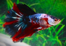 BETTA SP.HALF MOON GALAXY MALE