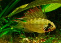 DWERGCICHLIDE PIAROA