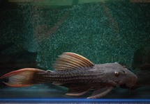 L024 RED FIN CACTUS PLECO