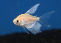 WHITE WIDOW TETRA LONG FIN