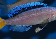 HARINGCICHLIDE CHITUTA NEON