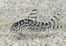 ZEBRA CORYDORAS