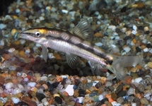 DWARF LOACH