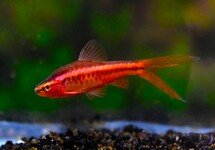 SHERRY BARBEEL SLUIER