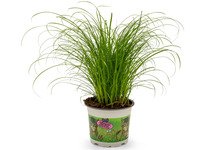Cyperus zumula (kattengras) in pot (p12)