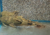 GOONCH