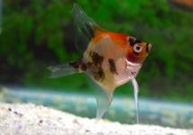 ANGELFISH KOI REDCHEEK