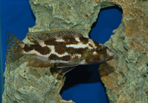 LIVINGSTON'S CICHLID
