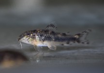 PANTSERMEERVAL SPILOTUS