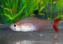 STRAWBERRY TETRA