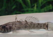 GRONDEL KRIBENSIS