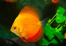 DISCUS  ROUGE