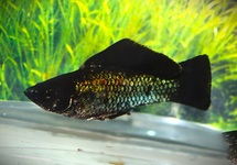 ELECTRIC BLUE MOLLY