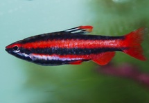 CORAL RED PENCILFISH