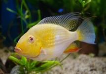 CICHLIDÉ DE HECKELS ALBINO