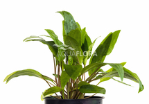 Cryptocoryne x willisii - PE