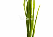 Vallisneria spiralis 'Leopard' - BA