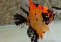 MAANVIS RED DEVIL