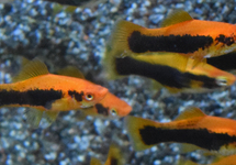 ZWAARDDRAGER ROOD TUXEDO