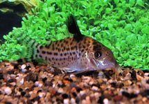 CORYDORAS AMBIACUS