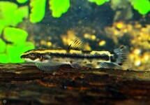 PANDA GOBY Type 2