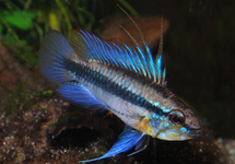 THREE-STRIPED APISTO