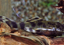 L008 LEOPARD PECKOLTIA