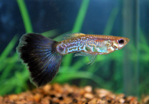 GUP SNAKESKIN PAARS MAN