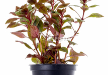 Ludwigia sp. 'Mini Super Red' - PE