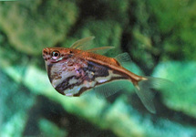 MARBLED HATCHETFISH FASCIATA