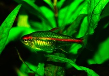 GLOWLIGHT TETRA