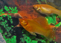 SAILFIN MOLLY GOLD