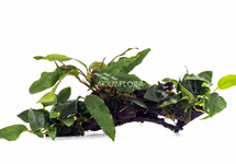 Anubias driftwood L (31-40cm) - DW