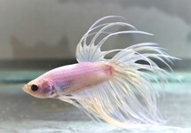 KEMPVIS CROWNTAIL WIT MAN