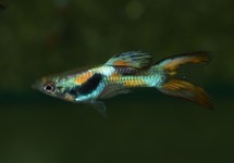 GUPPY DOUBLE SWORD MALE