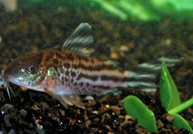 CORYDORAS ROBINEAE