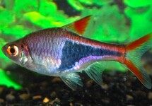 HARLEQUIN RASBORA