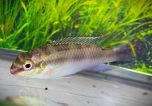 PURPLE CICHLID MALE