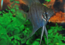 ANGELFISH LEOPOLDI