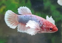 KAMPFFISCH DUMBO EAR FRAU