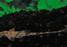 ZWEEPSTAART FILAMENTOSA