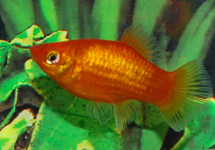 PLATY NEON ORANJE