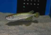 AUSTRALISCHE AROWANA